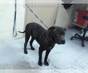 Chinese Shar-Pei Dogs for adoption in Conroe, TX, USA