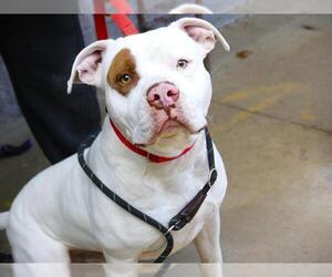 American Bulldog-Unknown Mix Dogs for adoption in Tallahassee, FL, USA