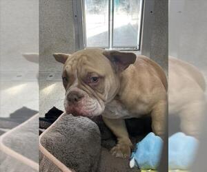 Bulldog-Unknown Mix Dogs for adoption in Tracy, CA, USA