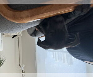 American Pit Bull Terrier-Labrador Retriever Mix Dogs for adoption in Miami, FL, USA