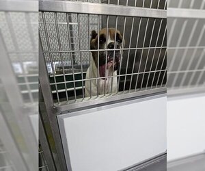 Mutt Dogs for adoption in Norfolk, VA, USA