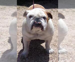 Bulldog Dogs for adoption in Mountain View, MO, USA