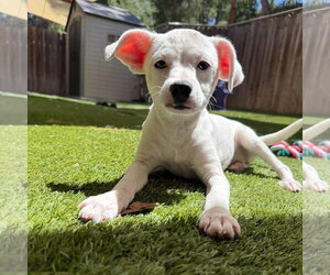 Chihuahua-Labrador Retriever Mix Dogs for adoption in Mission Viejo, CA, USA