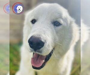Great Pyrenees Dogs for adoption in Spring, TX, USA