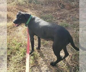Labrador Retriever-Unknown Mix Dogs for adoption in Tonopah, AZ, USA