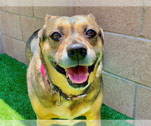 Mutt Dogs for adoption in Moreno Valley, CA, USA