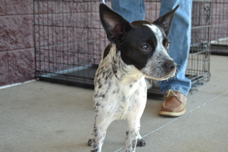 Boston Terrier-Unknown Mix Dogs for adoption in Florence, AL, USA