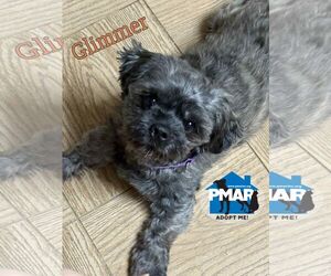 Shih Tzu-Unknown Mix Dogs for adoption in Binghamton, NY, USA