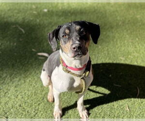 Pointer-Unknown Mix Dogs for adoption in Las Vegas, NV, USA