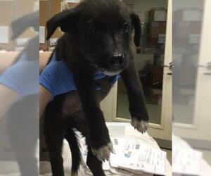 German Shepherd Dog Dogs for adoption in Riverside, CA, USA