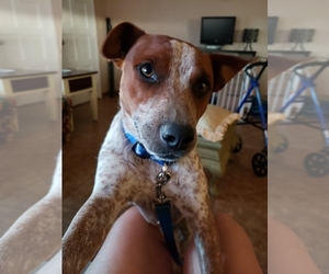 Mutt Dogs for adoption in Surprise , AZ, USA