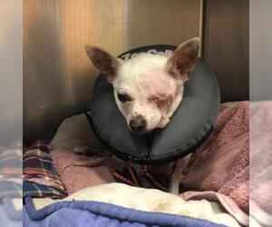 Chihuahua Dogs for adoption in Austin, TX, USA