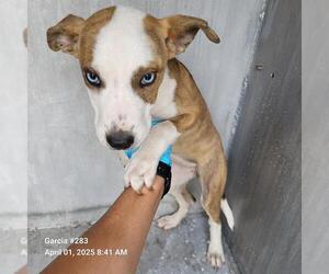 American Staffordshire Terrier-Unknown Mix Dogs for adoption in San Antonio, TX, USA