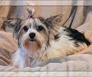 Mutt Dogs for adoption in Bon Carbo, CO, USA
