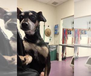 Chihuahua Dogs for adoption in Long Beach, CA, USA