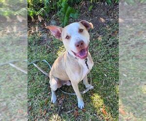 American Pit Bull Terrier-Unknown Mix Dogs for adoption in Ocala, FL, USA