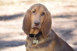 Medium Photo #1 Bloodhound Puppy For Sale in Orlando, FL, USA