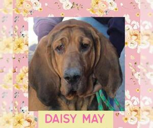 Bloodhound Dogs for adoption in Littleton, CO, USA