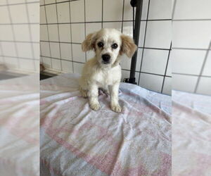 Mutt Dogs for adoption in Downey, CA, USA