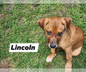 Black Mouth Cur-Unknown Mix Dogs for adoption in Marine City, MI, USA