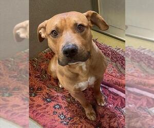 American Pit Bull Terrier Dogs for adoption in Rancho Cucamonga, CA, USA