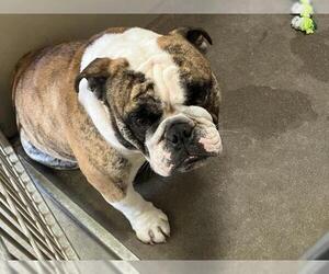 Bulldog Dogs for adoption in Santa Barbara, CA, USA