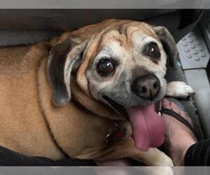 Beagle Dogs for adoption in Orange, CA, USA