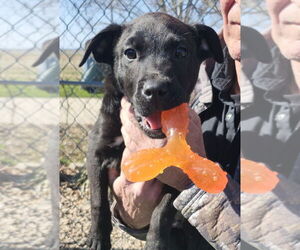 Labrador Retriever-Unknown Mix Dogs for adoption in Boston, MA, USA