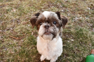 Shih Tzu Dogs for adoption in Bloomfield , NJ, USA