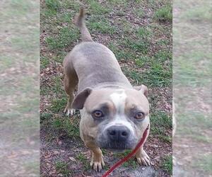 American Staffordshire Terrier Dogs for adoption in Fort Lauderdale, FL, USA