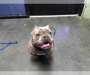 American Bulldog-Unknown Mix Dogs for adoption in Tulsa, OK, USA