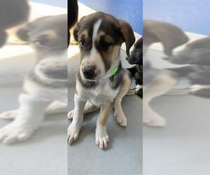 German Shepherd Dog-Unknown Mix Dogs for adoption in Visalia, CA, USA