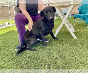 Labrador Retriever-Unknown Mix Dogs for adoption in Clovis, CA, USA