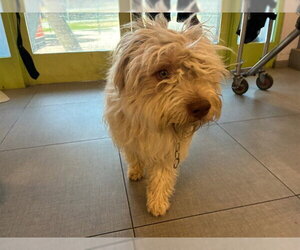 Poodle (Standard)-Wheaten Terrier Mix Dogs for adoption in Rancho Cucamonga, CA, USA