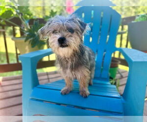 Mutt Dogs for adoption in Pacolet, SC, USA