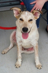 Mutt Dogs for adoption in Redfield, AR, USA