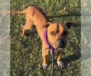 American Bulldog Dogs for adoption in Fort Lauderdale, FL, USA