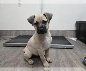 German Shepherd Dog-Unknown Mix Dogs for adoption in Pasadena, CA, USA