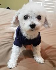 Poodle (Toy) Dogs for adoption in Modesto, CA, USA