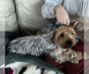 Mutt Dogs for adoption in Aurora, IN, USA