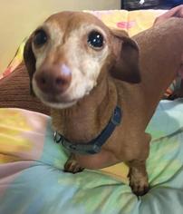 Dachshund Dogs for adoption in Waterford, VA, USA
