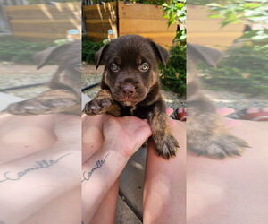 Dogue de Bordeaux-German Shepherd Dog Mix Dogs for adoption in DISCOVERY BAY, CA, USA