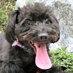 Poodle (Toy)-Unknown Mix Dogs for adoption in San Francisco, CA, USA