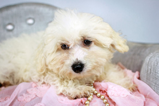Medium Photo #1 Bichpoo Puppy For Sale in St. Louis Park, MN, USA