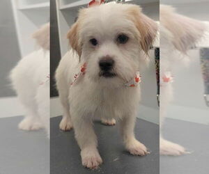 Mutt Dogs for adoption in Grafton, WI, USA