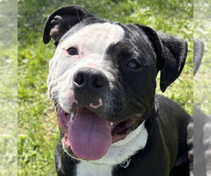 Mutt Dogs for adoption in Jefferson, WI, USA