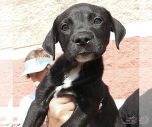 Labrador Retriever-Unknown Mix Dogs for adoption in Washington, DC, USA