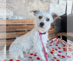 Mutt Dogs for adoption in Chico, CA, USA