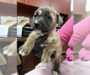 Black Mouth Cur-Cairn Terrier Mix Dogs for adoption in Pasadena, TX, USA