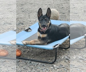 Mutt Dogs for adoption in Catasauqua, PA, USA